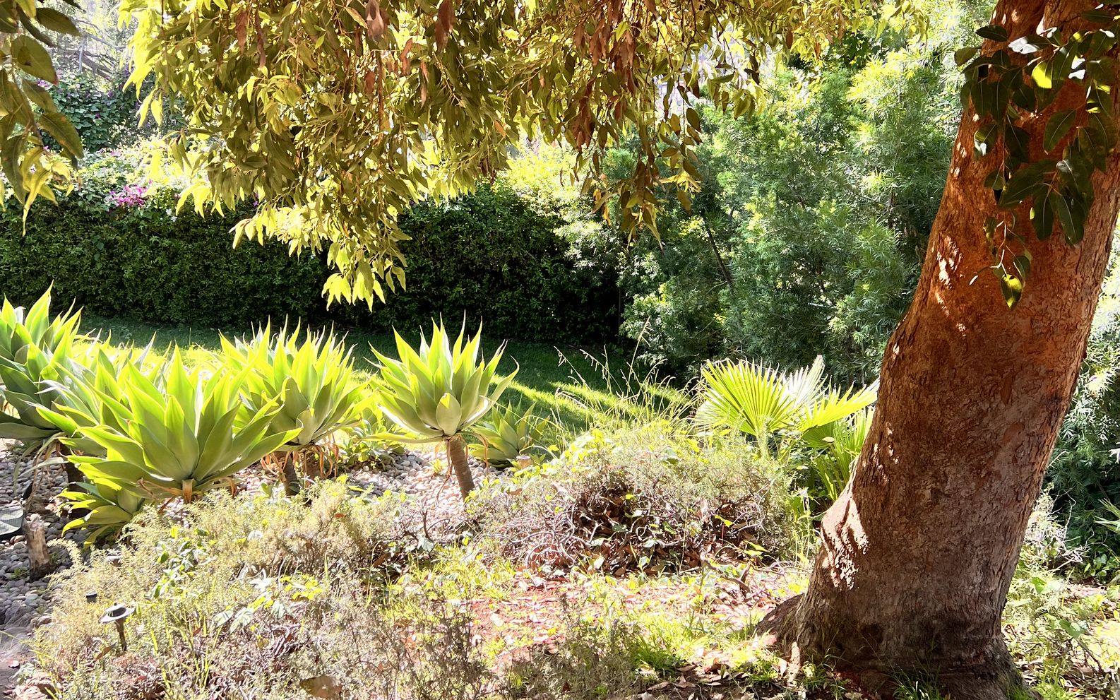 A eucalyptus trunk rising from a sunlit garden, its canopy spreading overhead