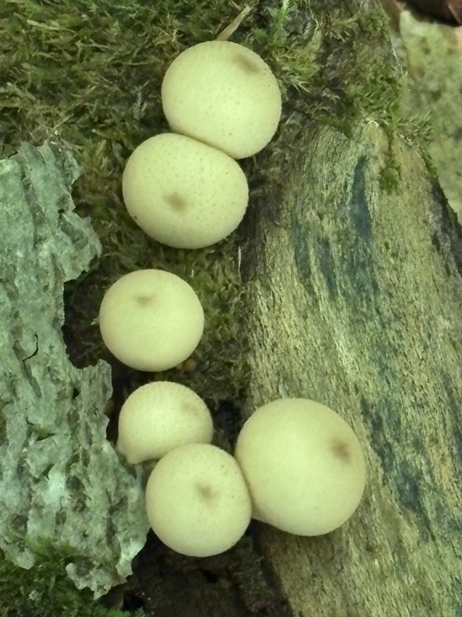 A line of puffball mushrooms on a mossy log