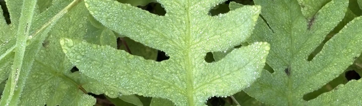 Fern fronds, close up