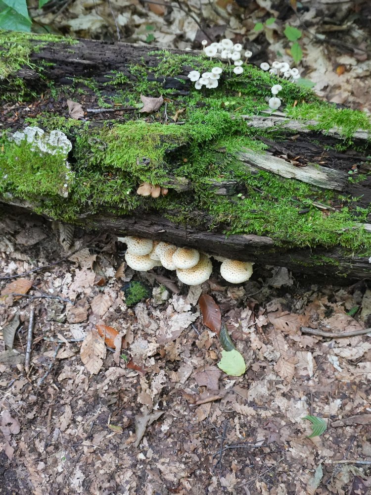 A moss-covered log on the forest floor with a cluster of tiny mushrooms
