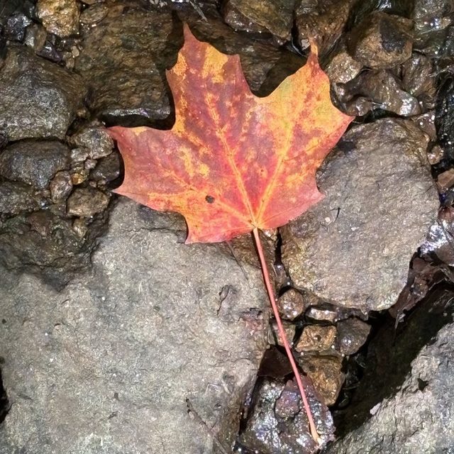 An orange maple leaf on grey stone