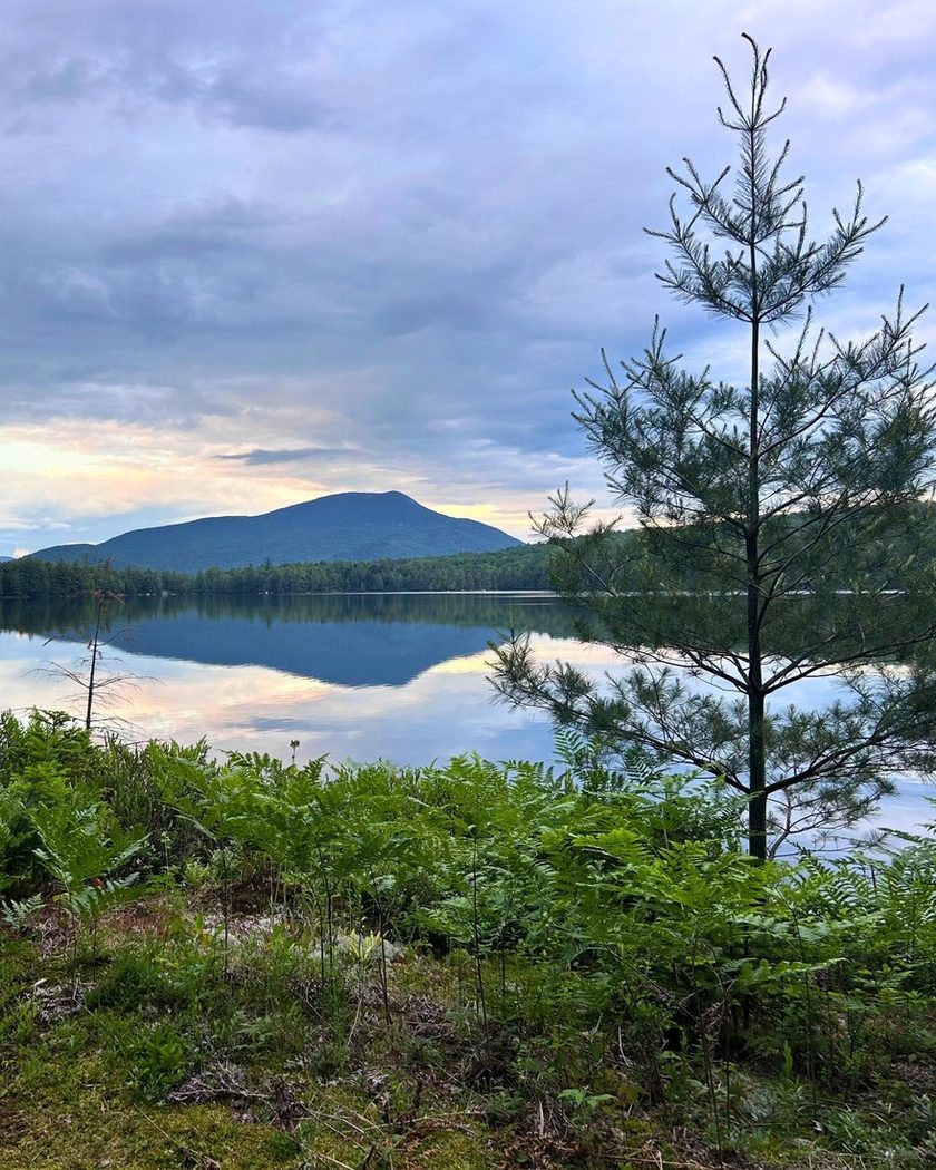 A still lake at dusk, a mountain and the sky mirrored in it, with ferns and a young pine on the shore