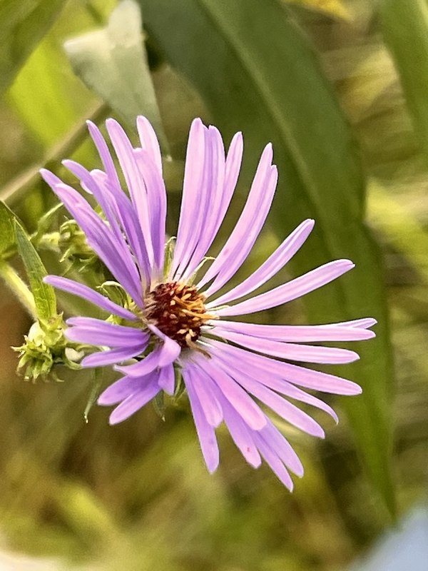 A pale purple aster opening in late-summer light