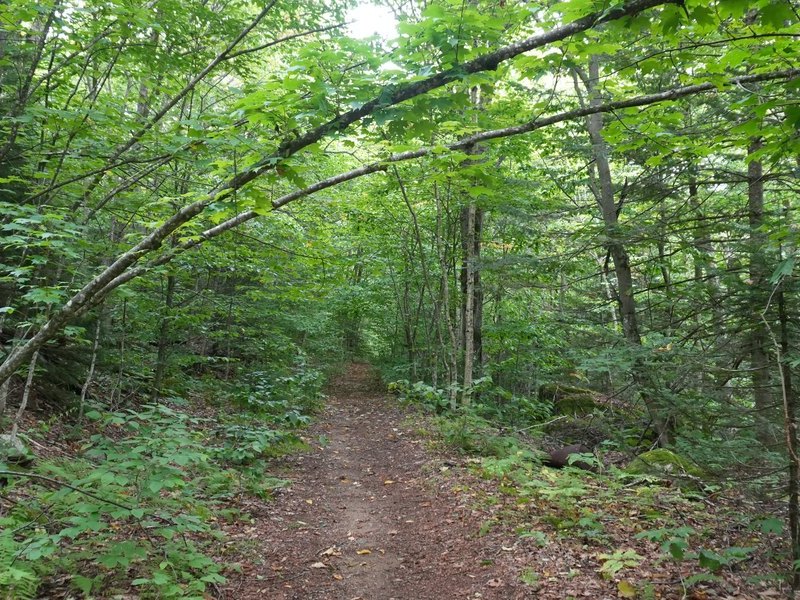 A dirt trail winding into green summer woods beneath an arching branch