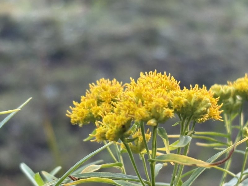 Goldenrod in full bloom against a soft autumn field
