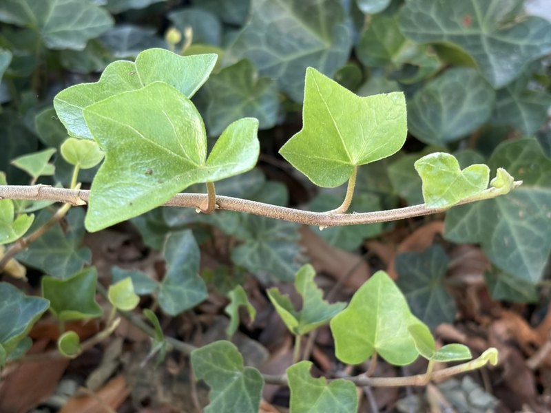 New ivy leaves unfurling along a vine