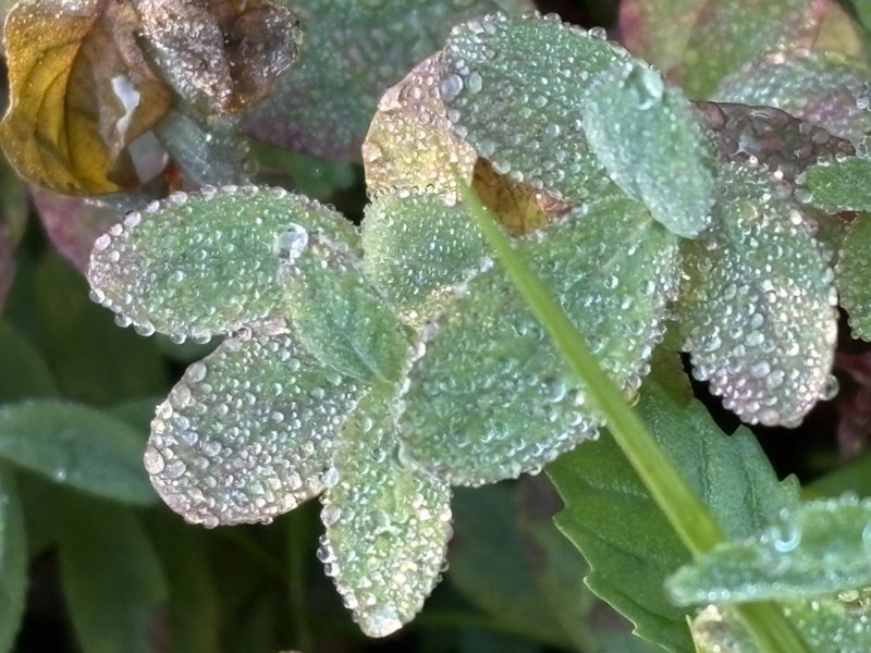 Small green leaves beaded with morning dew