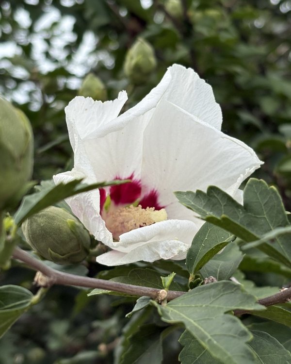 A white rose of Sharon blossom with a deep pink center, among green leaves
