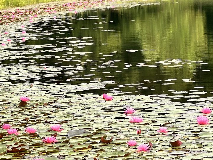 A pond covered in lily pads and pink water lilies, trees reflected in the water