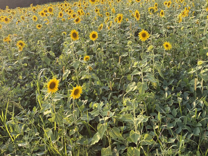 A field of sunflowers in full bloom at the edge of a Wisconsin woodlot