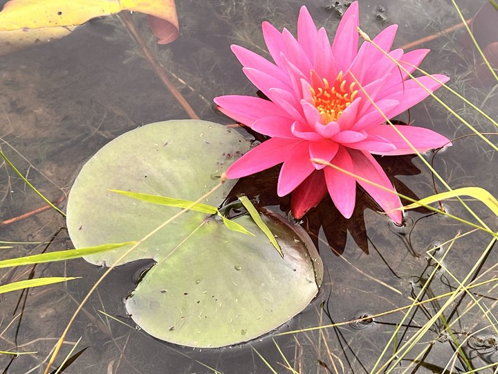 A pink water lily open among lily pads on still water